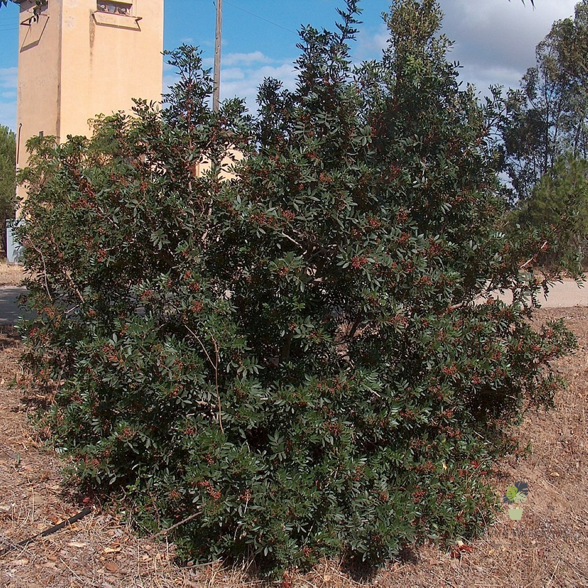 ΣΧΙΝΟΣ – Pistacia lentiscus - 3